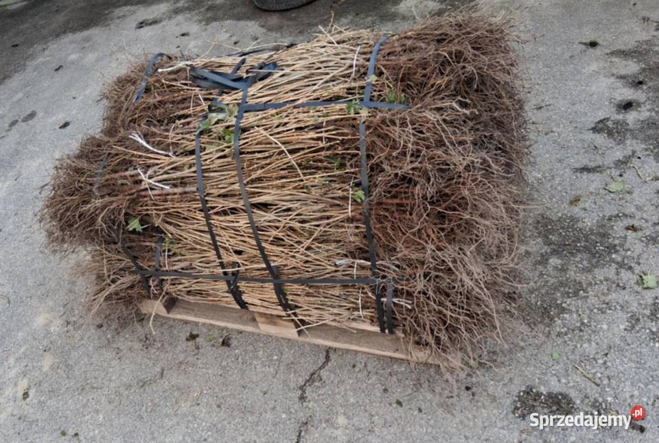 Porzeczka czerwona czarna Rośliny przemysłowe Puławy