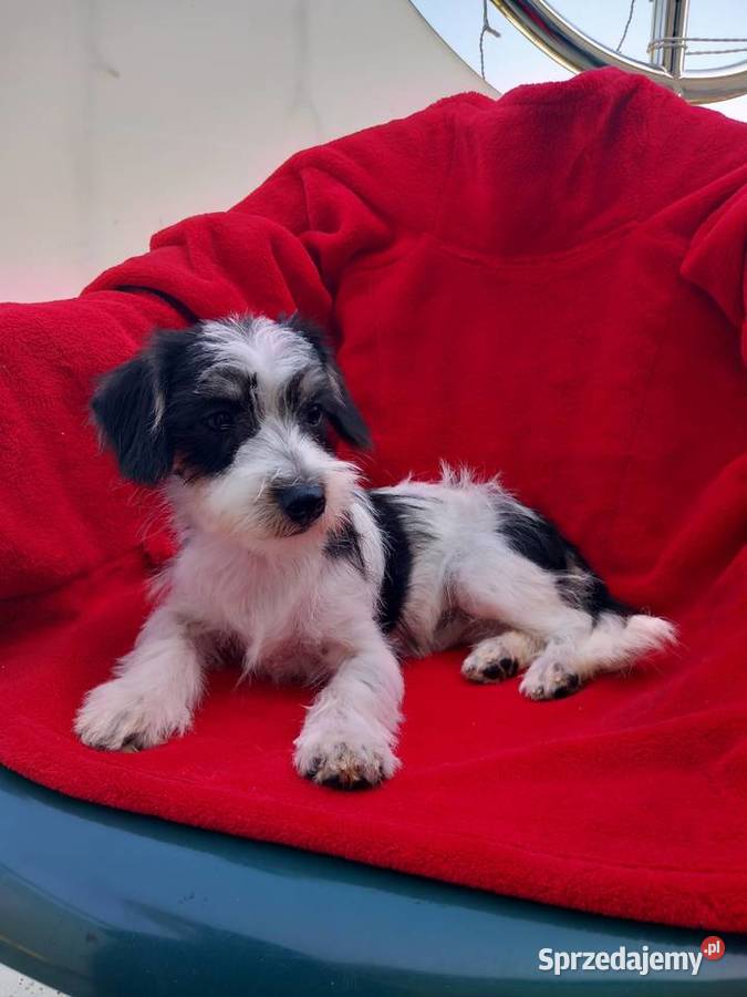 Cudowna niunia Morkie maltanczykyork biewer Warszawa sprzedam