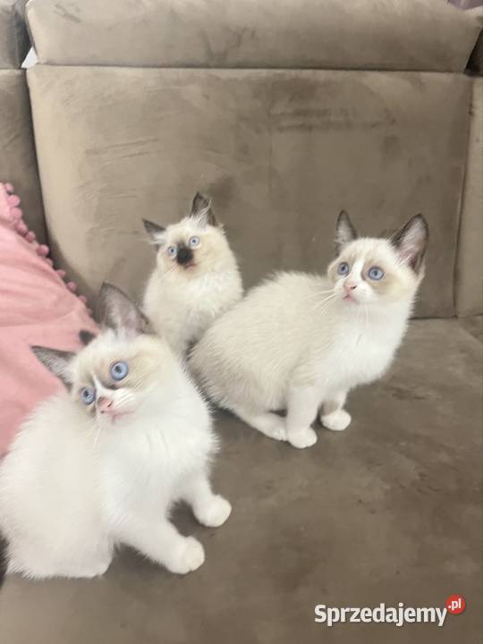 Kotki w typie rasy Ragdoll 13 tygodni kocurki lubelskie