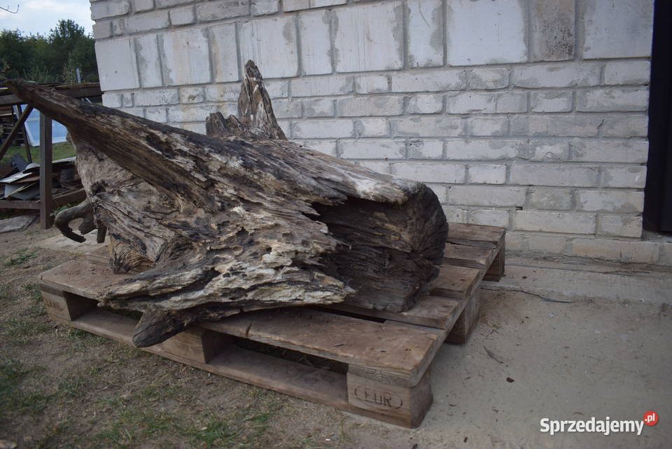 Niepowtarzalny korzeń ozdobny do ogrodu Połaniec