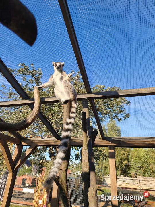 Lemur samica z młodym samcem Łomża