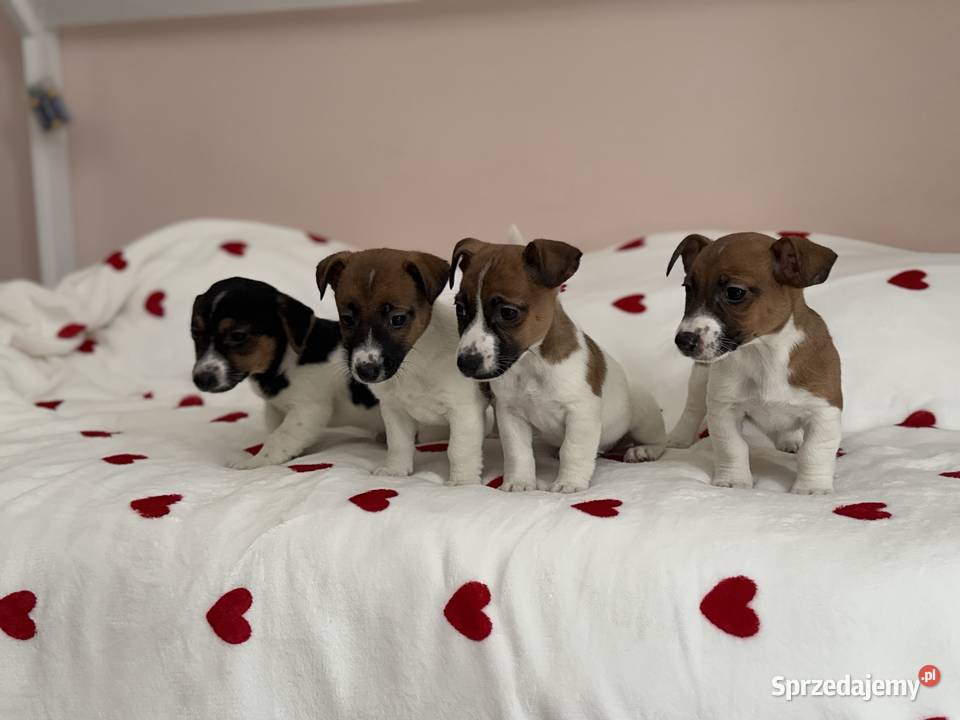 Jack Russell Terrier szczeniaczki Psy Częstochowa sprzedam