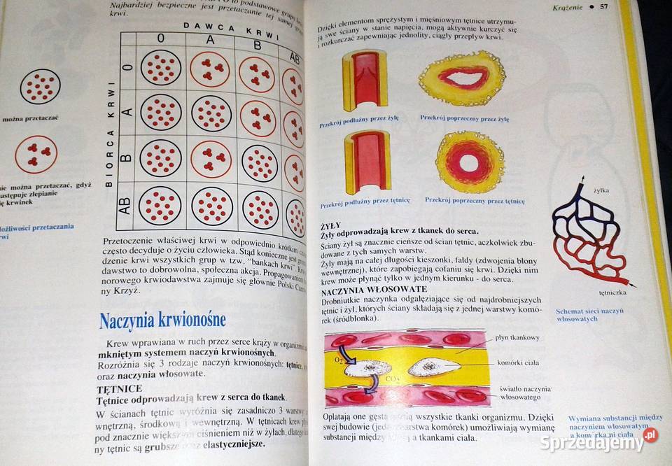 Biologia 7 Wiesława Gołda Jadwiga Wardas Rok wydania 1995 Chełm