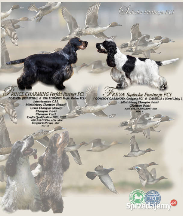 Cocker Spaniel Angielski szczenięta FCI