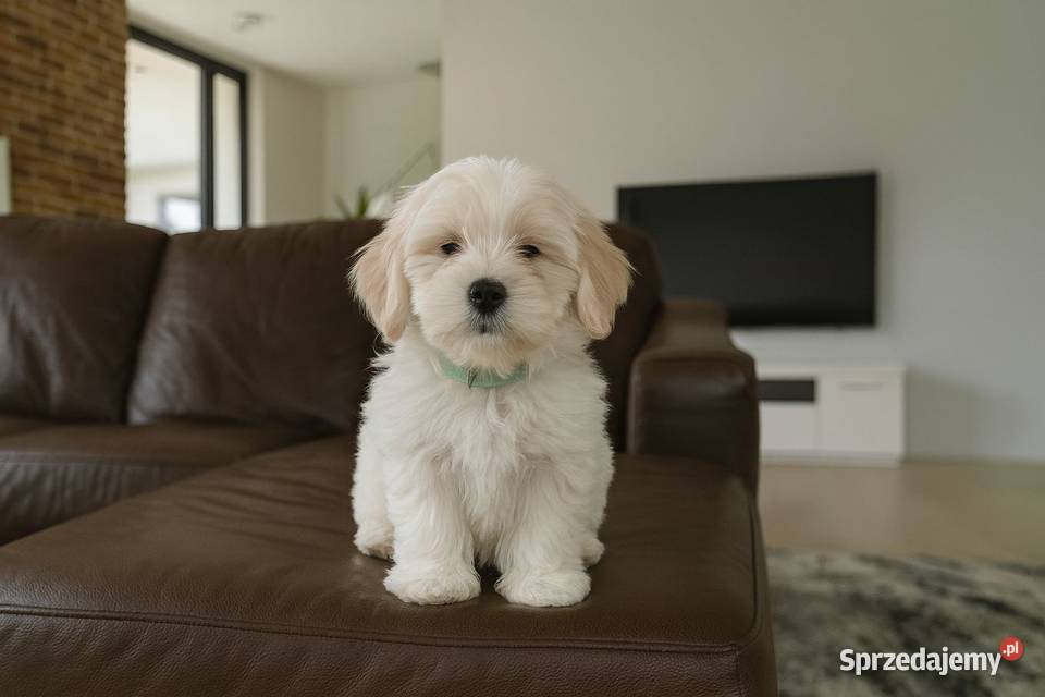 Hawańczyk JERRY ulubiony kot Frediego Mercury