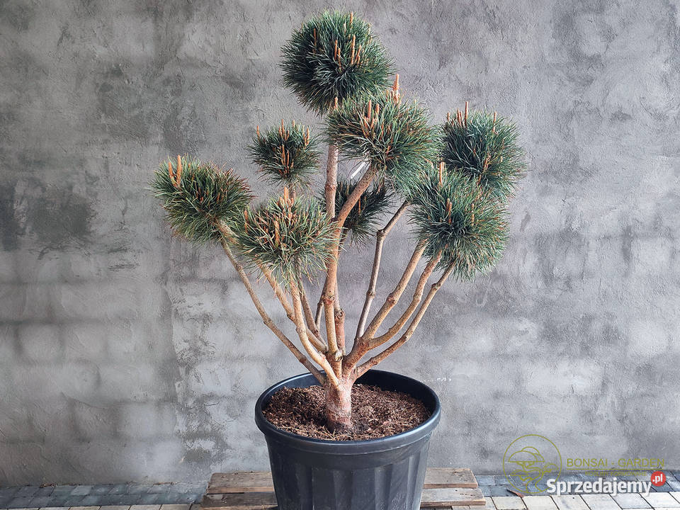 Sosna pospolita formowana 093 NIWAKI BONSAI Łódź sprzedam