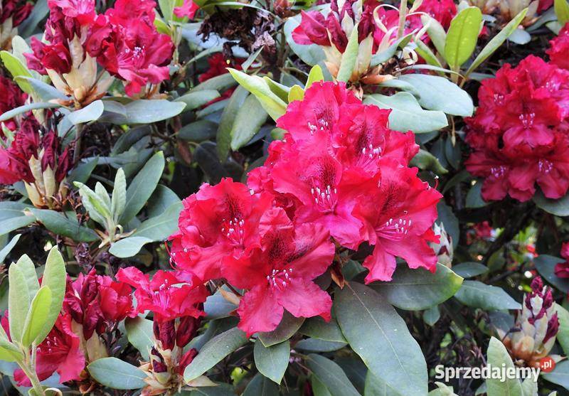 Różanecznik EratoRhododendron Erato C5 Grójec