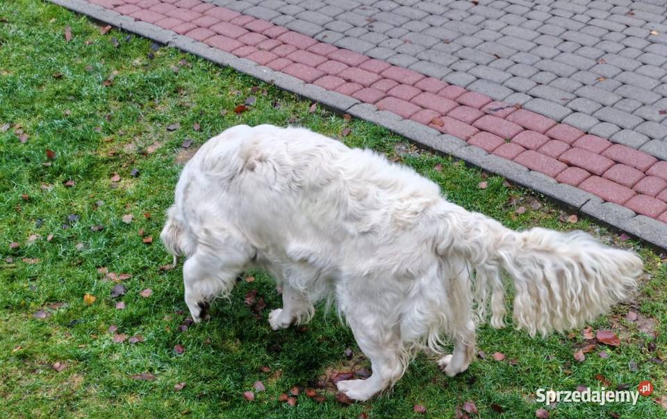 Sunia Golden retriever ZKPL Limanowa