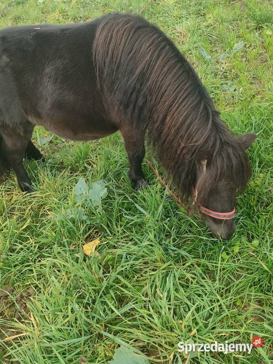 Sprzedam kuce szetlandzkie łódzkie Brzeziny sprzedam