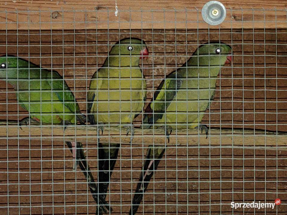 Papugi Górskie i Barabandy Racibórz