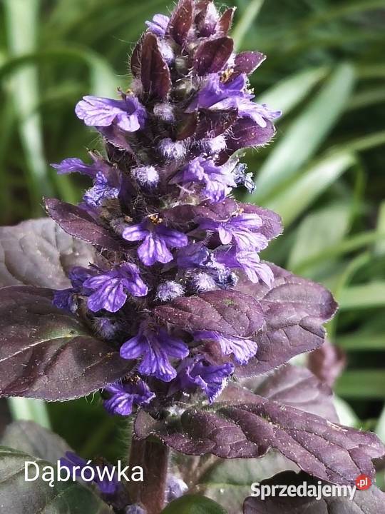 Dąbrówka rozłogowa bylina Jaworzno sprzedam