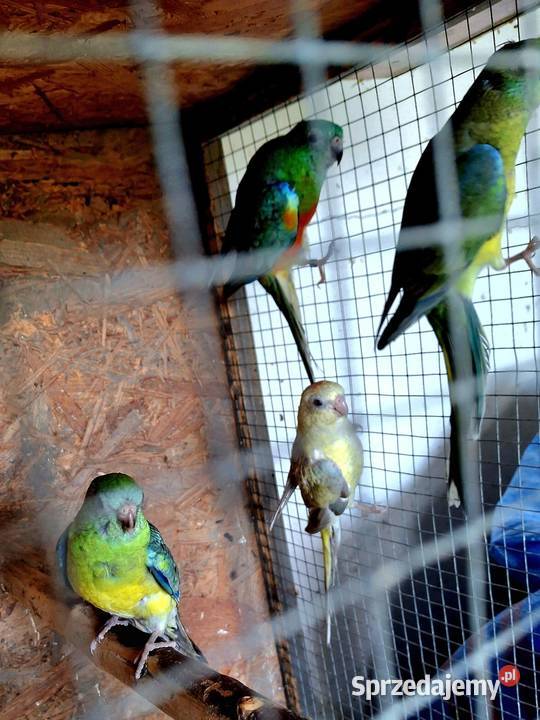 Piękne papuzki faliste i tęczowe Rybnik