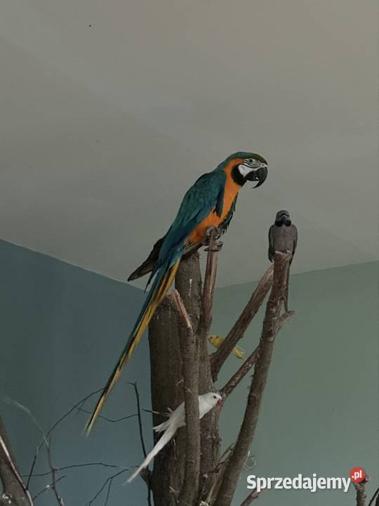 Ara z DNA Ptaki Łask sprzedam