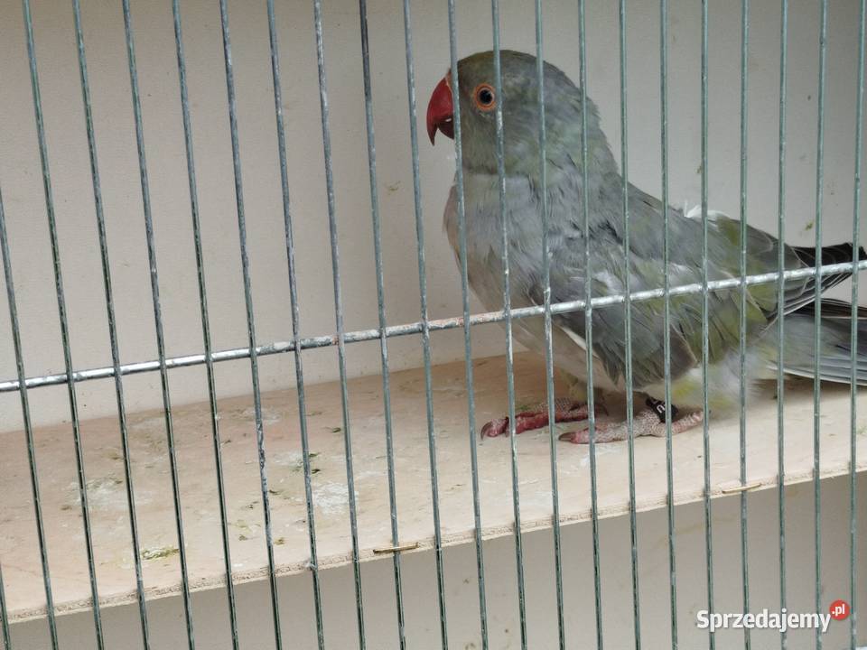 Aleksandretta stalowozielona GO 2025 r Brzeziny