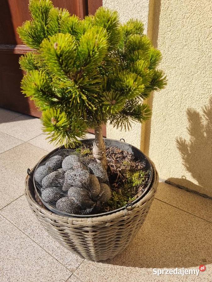 Kosodrzewina szczepiona na pniu Pinus mugo plus sprzedam