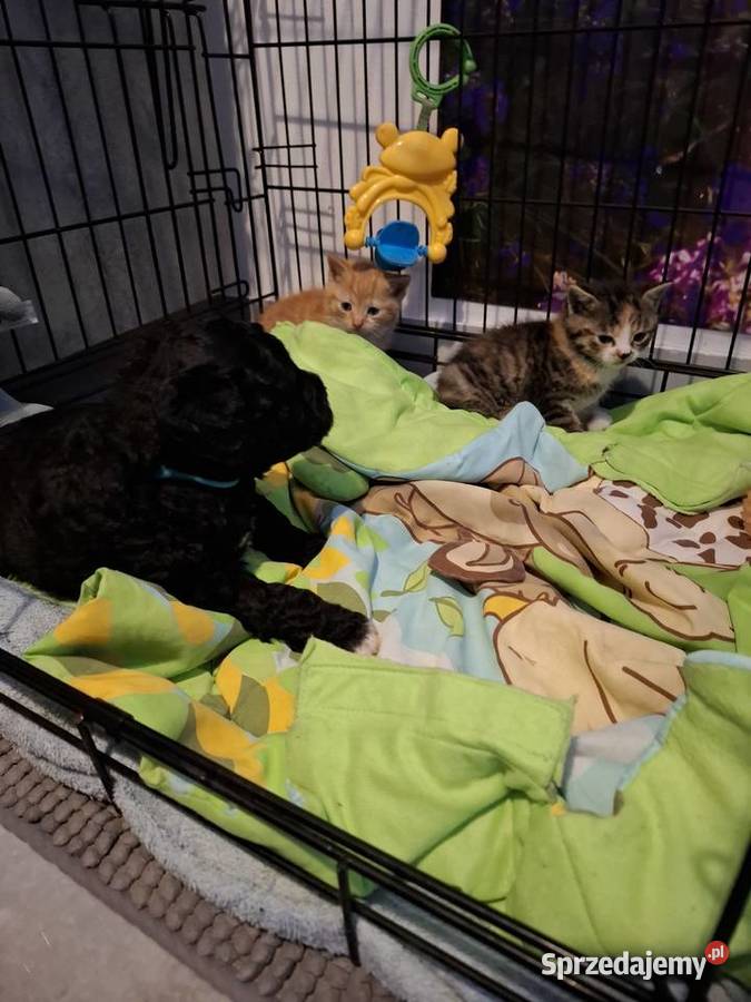 Portugalski pies dowodny szczenięta pieski Pozostałe kujawsko-pomorskie Makówiec