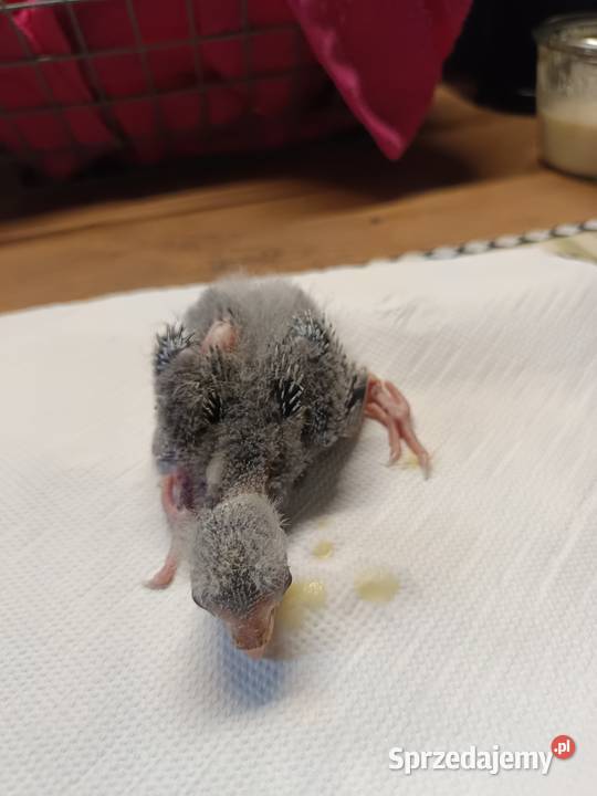 Papuga ręcznie karmiona oswojona Warszawa sprzedam