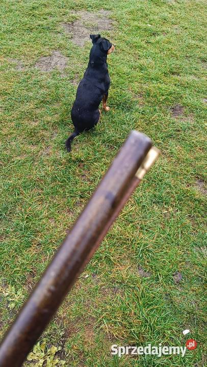 Broń czarno prochowa XIX wiek Francja Jasło