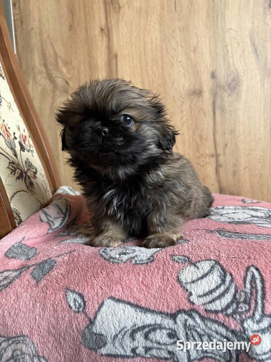 Piesek pekińczyk Lipsko