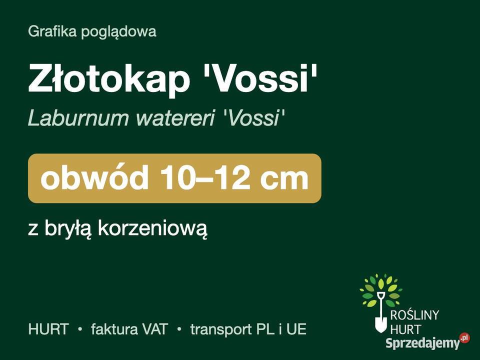 Złotokap Vossi Laburnum watereri obwód 1012 z wielkopolskie