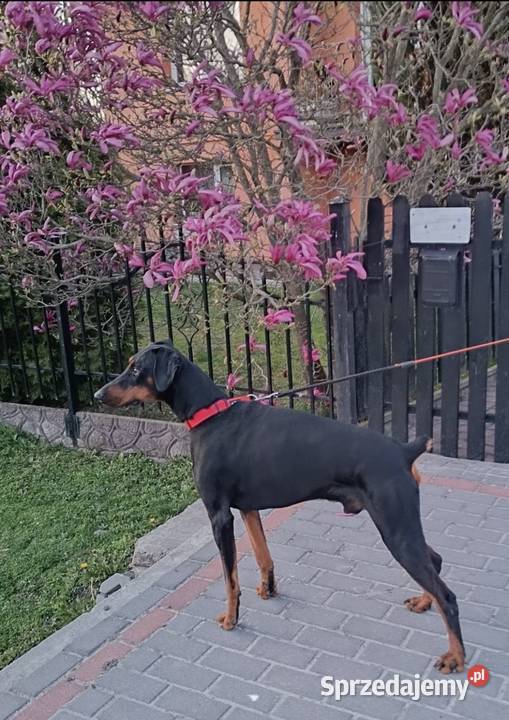 Doberman szczeniak z rodowodem Zwierzęta