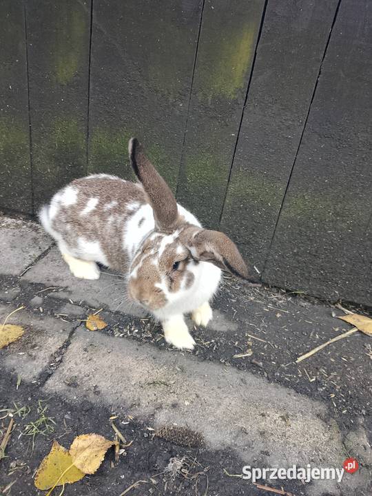 Króliki mazowieckie Ciechanów