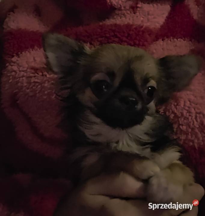 Chihuahua sunia długowłosa FCI Łódź