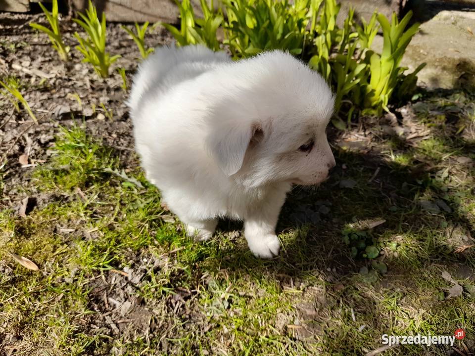 Szpic niemiecki średni szczenięta podkarpackie