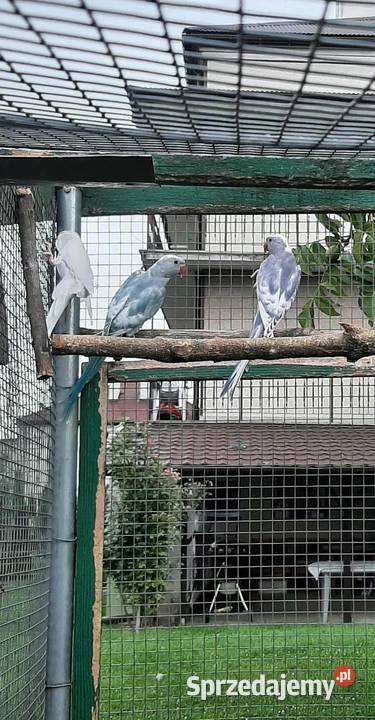 Aleksandretty obrożne różne mutacje Skała