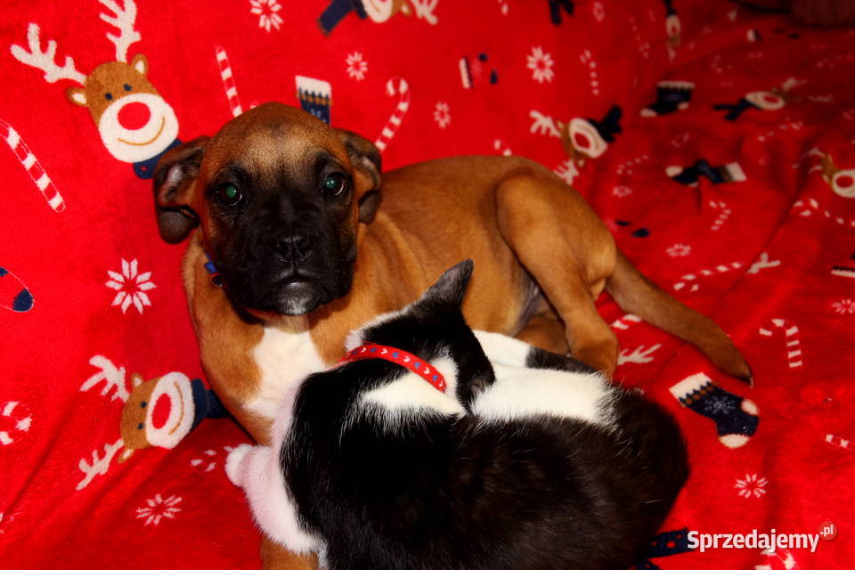 Piesek DOLAR Bokser z hodowli Family Bokser lubelskie Łęczna sprzedam