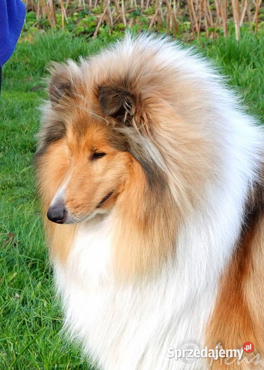 Owczarek Szkocki Collie suczka Multi Championie Janów