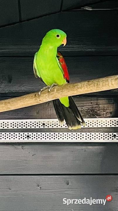 Krasnopiórka czerwonoskrzydłe Ptaki śląskie Mnich