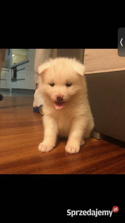 Akita Inu Japoński na sprzedaż Szczecin