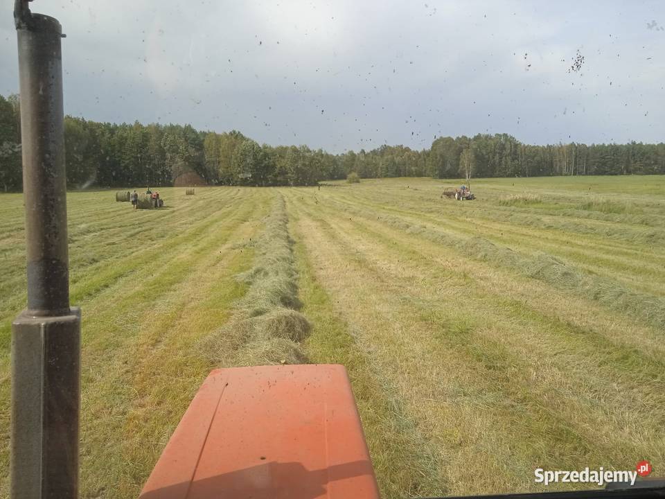 Siano bele 120x120 Mechowiec