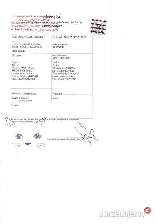 Oczarek Szkocki Colli lessi Owczarek Kulików sprzedam