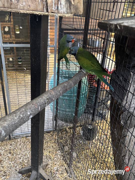 Sprzedam papugi Pawłowice