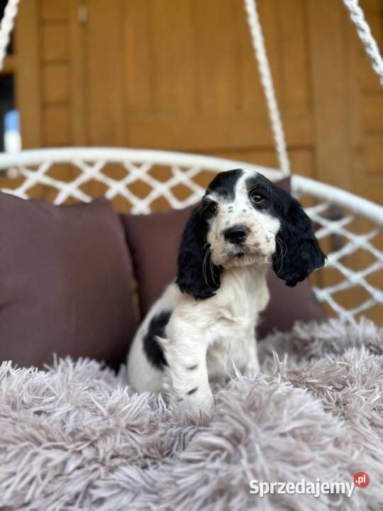 Piękny piesek Cocker Spaniel Angielski z mazowieckie Warszawa sprzedam