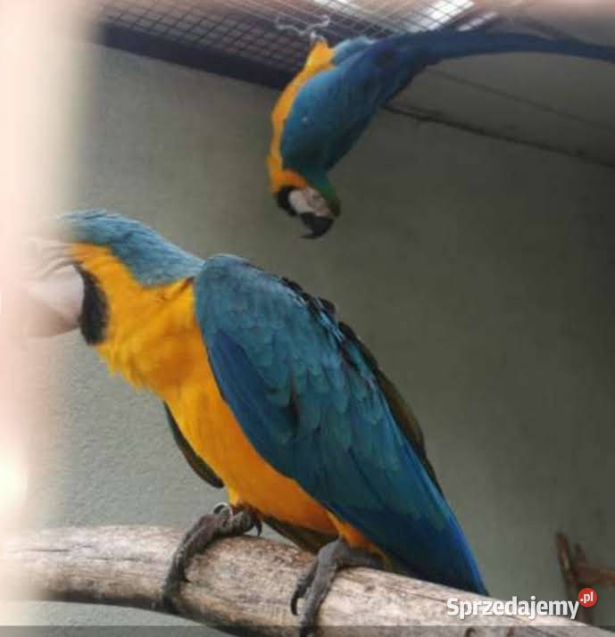 Ara ararauna para