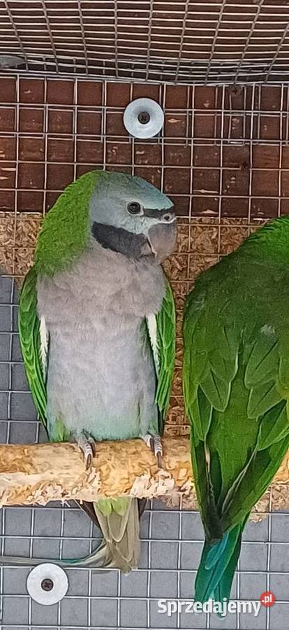 Aleksandretta Chińska Piekary Śląskie