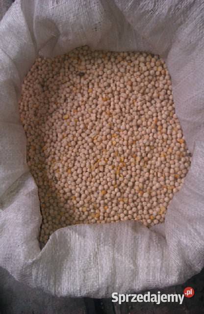 Groch jadalny Astronaute 2025r super roślina Daniszewo