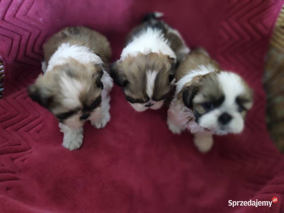 Shih tzu Zyck Polski