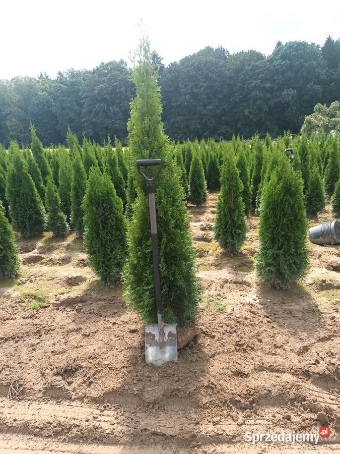 Tuja szmaragd 150170 30 sztuka dowozimy sadzimy Bielsko-Biała sprzedam