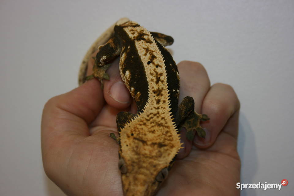 Gekon orzęsiony samica