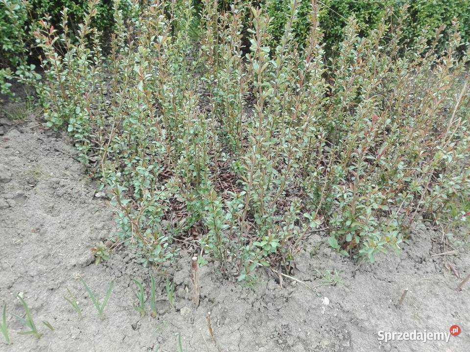 Pigwowiec Chiński i Japoński Stalowa Wola