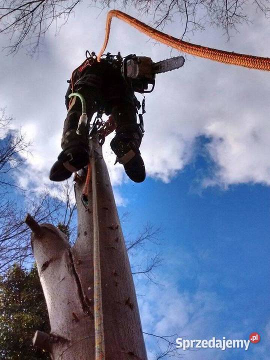 Wycinka wycinanie drzew alpinistycznie rębak Wołomin