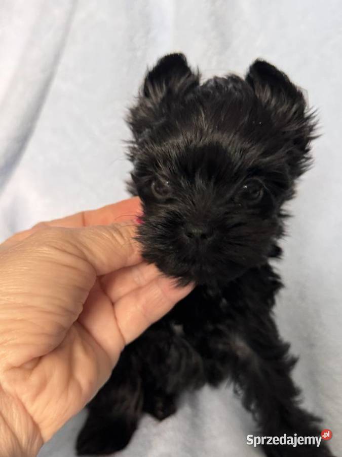 Yorkshire terrier suczka czarna Czeladź