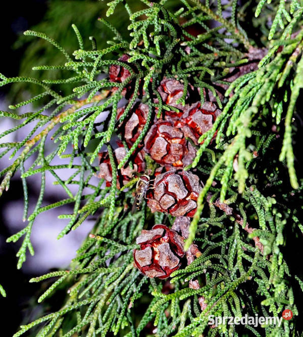 CYPRYS HIMALAJSKI Cupressus torulosa NASIONA Lubanie