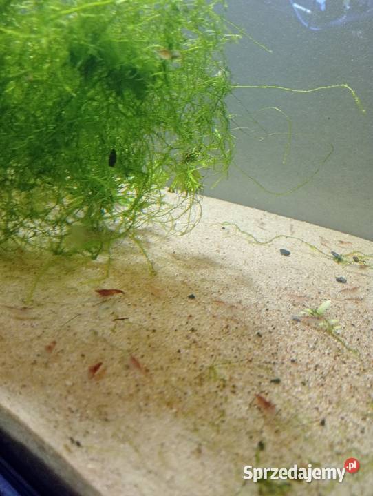 Krewetkiryby akwariowe