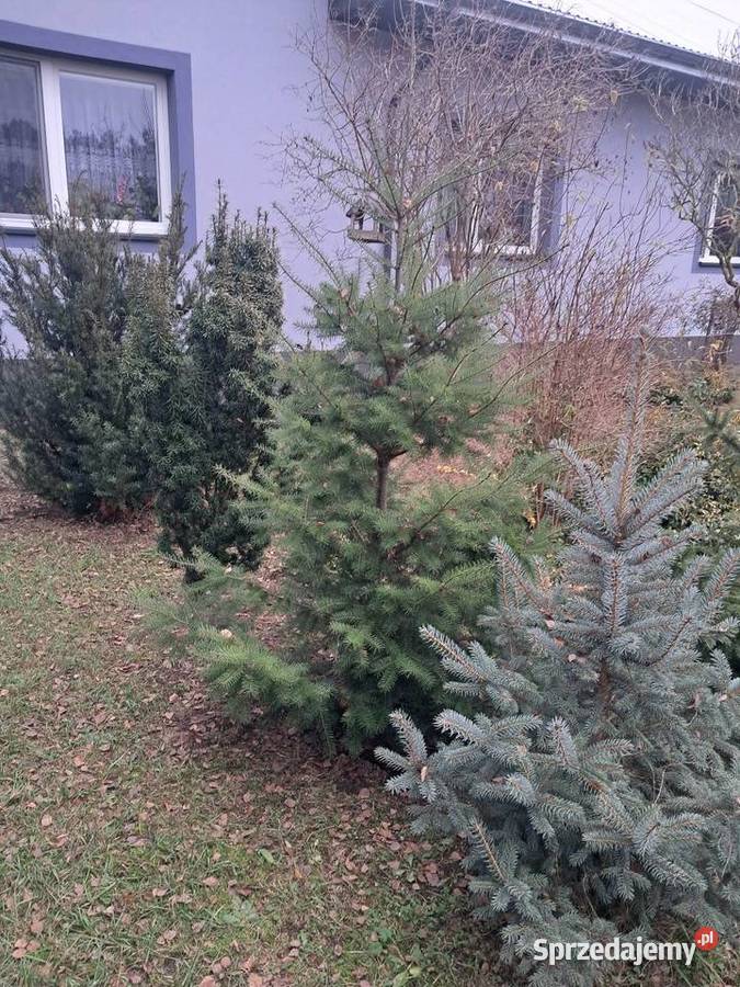 Choinki mazowieckie Garwolin