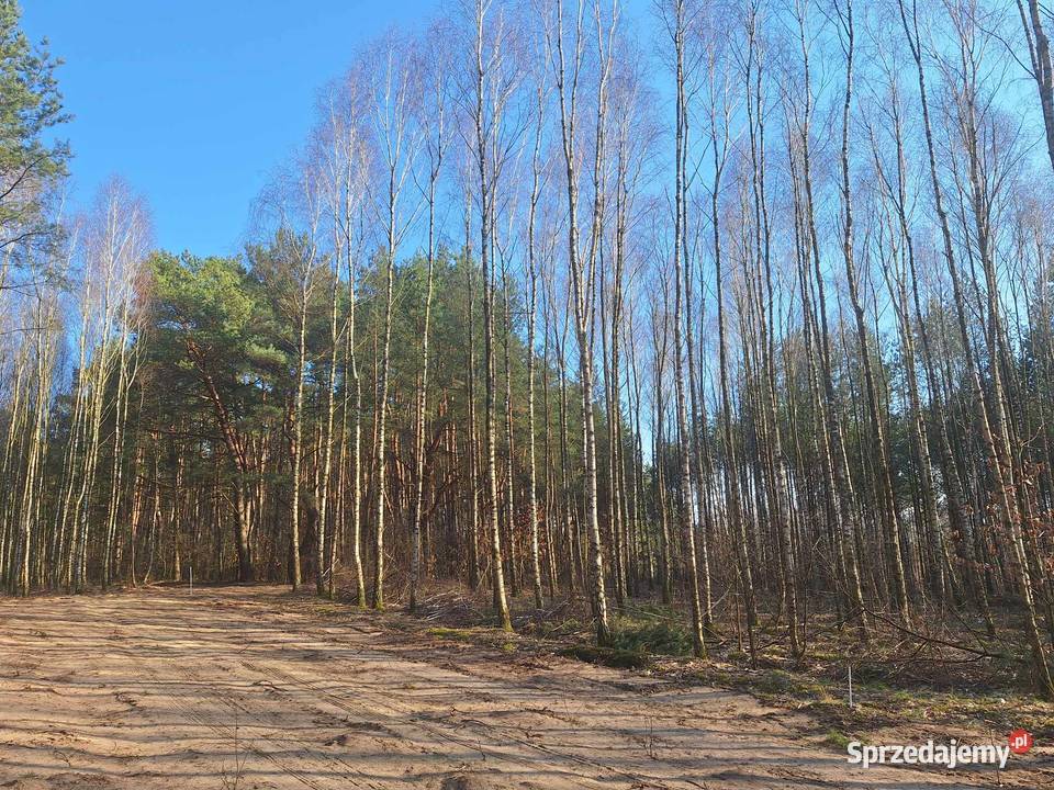 działka rekreacyjna Świecie Drwęcą 42m sprzedam
